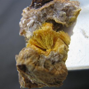 A splay of boltwoodite crystals